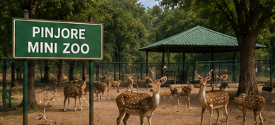 Delhi to Pinjore Tempo Traveller & Urbania Rental